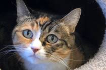 (Boulder City Animal Shelter) Bobbi came to the shelter when her owner could no longer care for ...