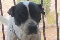 (Boulder City Animal Shelter) Georgia came to the shelter as a stray and was never claimed. Geo ...