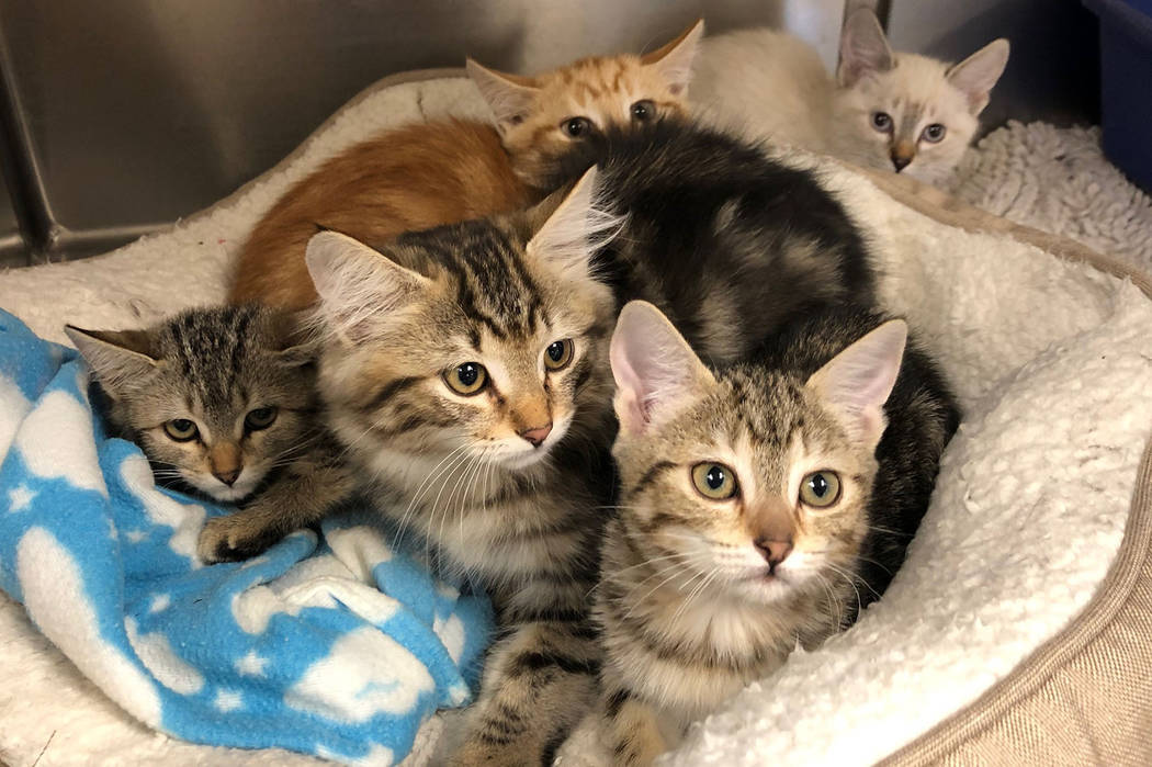 (Boulder City Animal Shelter) The Boulder City Animal Shelter is home to many kittens in need o ...