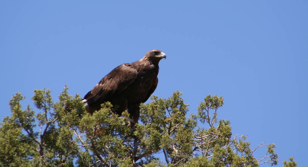 (Deborah Wall) In late fall, migrating golden eagles make their home in Arizona’s Verde ...