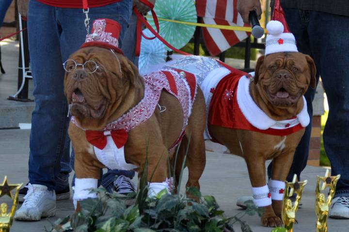 Celia Shortt Goodyear/Boulder City Review French mastiffs Mick Baudoux, left, and Gigi Baudoux ...
