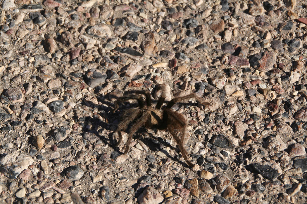 (Deborah Wall) The appearance of desert dwelling tarantulas is more common around this time of ...