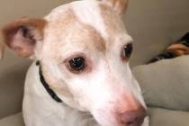 (Boulder City Animal Shelter) Cody is a 6-year-old Jack Russell mix in need of a quiet home. Co ...