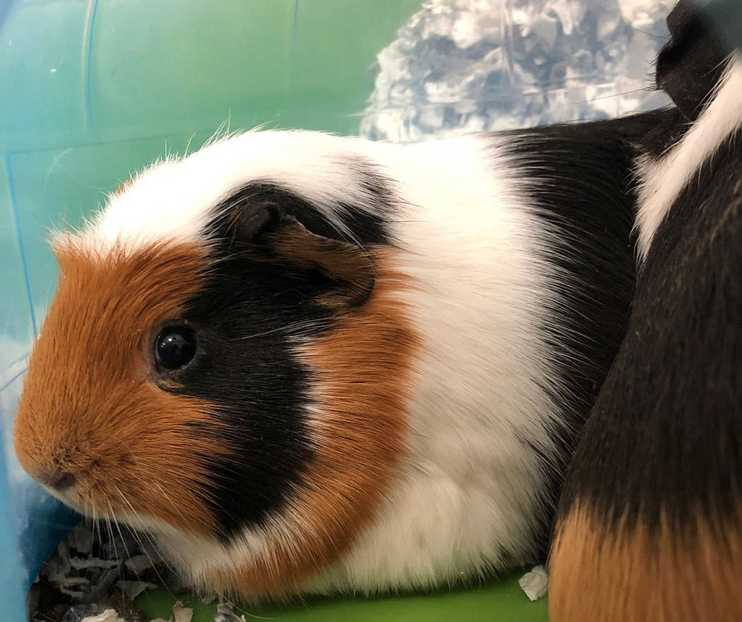 (Boulder City Animal Shelter) These two female guinea pigs are in need of a home where they wil ...