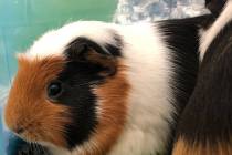 (Boulder City Animal Shelter) These two female guinea pigs are in need of a home where they wil ...