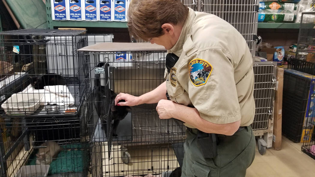 Celia Shortt Goodyear/Boulder City Review Animal Control Supervisor Ann Inabnitt interacts with ...