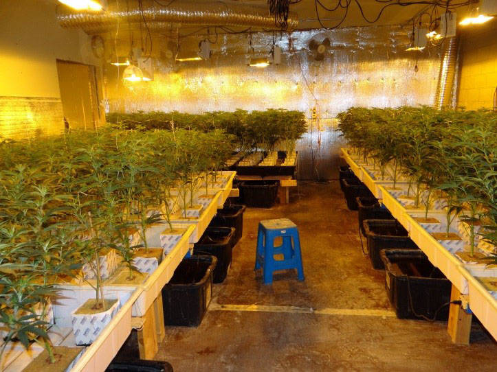Boulder City In early November Boulder City Police seized approximately 800 marijuana plants, w ...