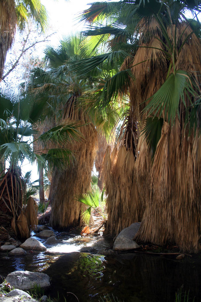 (Deborah Wall) One of the best places to hike near Palm Springs, California, is at the Indian C ...