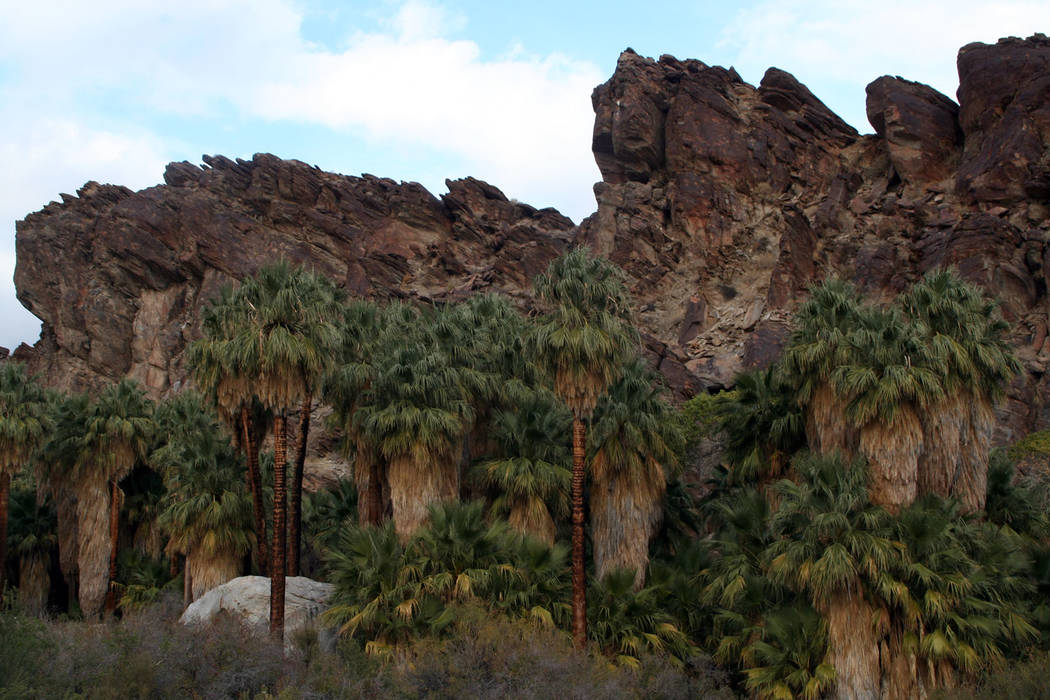 (Deborah Wall) The best places to hike near Palm Springs, California, is at the Indian Canyons. ...