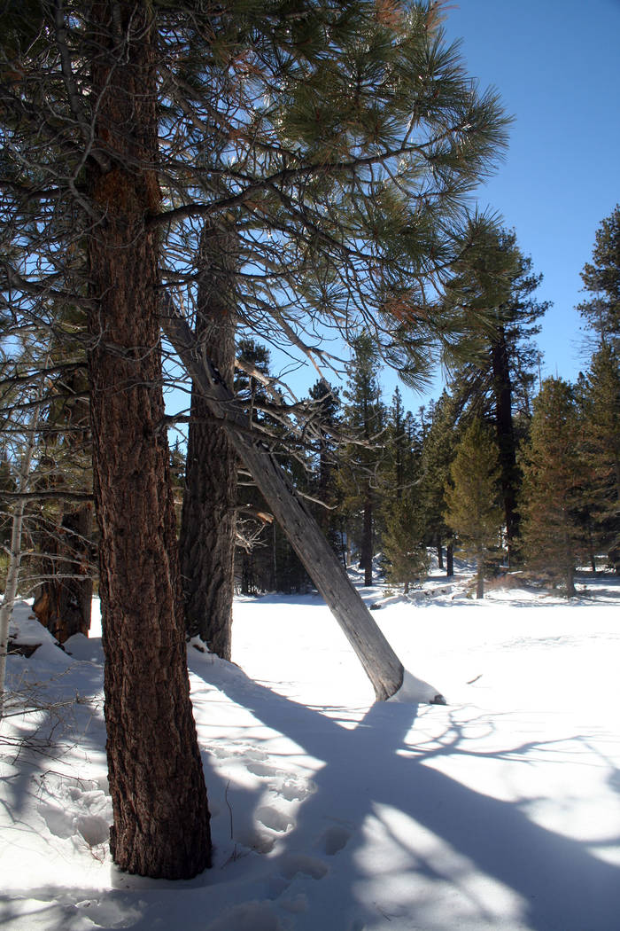 (Deborah Wall) Visitors who take the Palm Springs Aerial Tramway in winter are usually pleasant ...