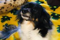 (Boulder City Animal Shelter) Rosie is a 7-year-old long haired dachshund in need of a home tha ...