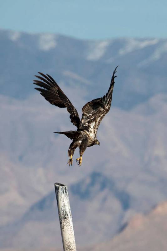 (Ellen Schmidt/Las Vegas Review-Journal) A juvenile bald eagle takes flight during the annual e ...
