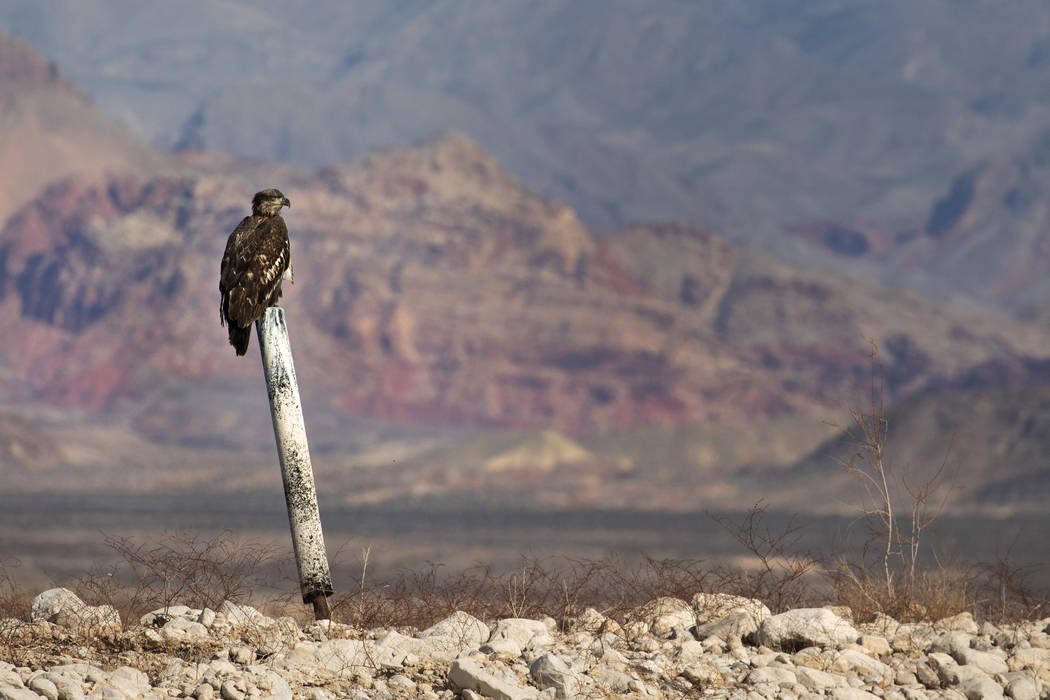 (Ellen Schmidt/Las Vegas Review-Journal) A juvenile bald eagle perches on a former buoy post du ...