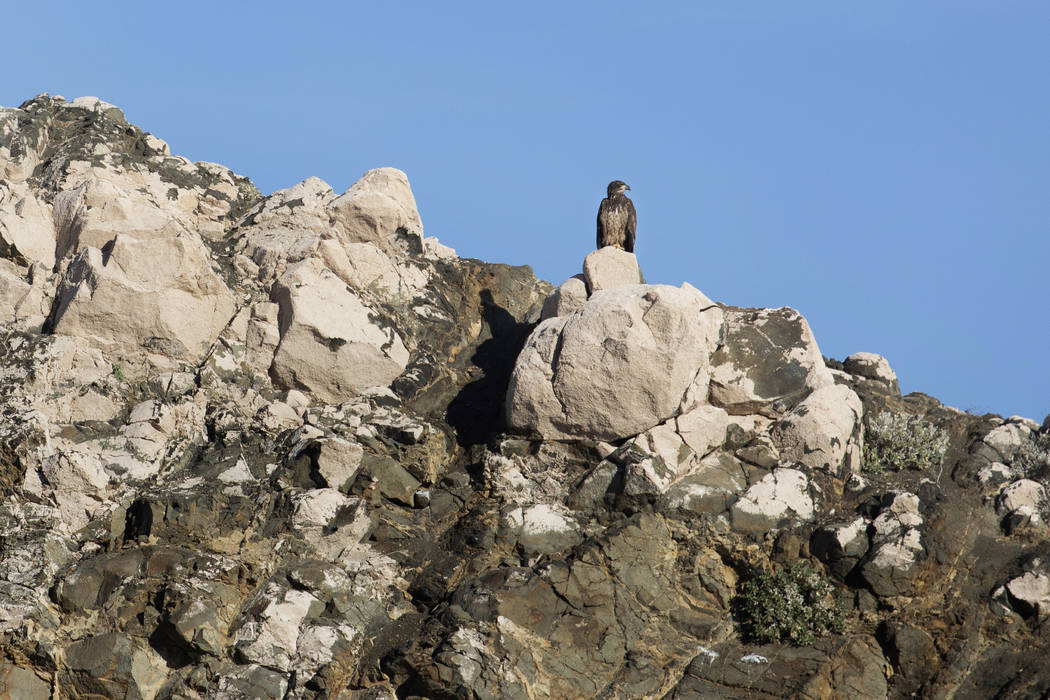 (Ellen Schmidt/Las Vegas Review-Journal) A juvenile bald eagle perches on the shores of Lake Me ...