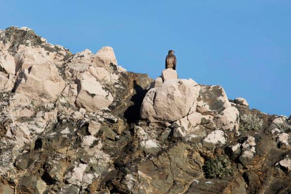 (Ellen Schmidt/Las Vegas Review-Journal) A juvenile bald eagle perches on the shores of Lake Me ...