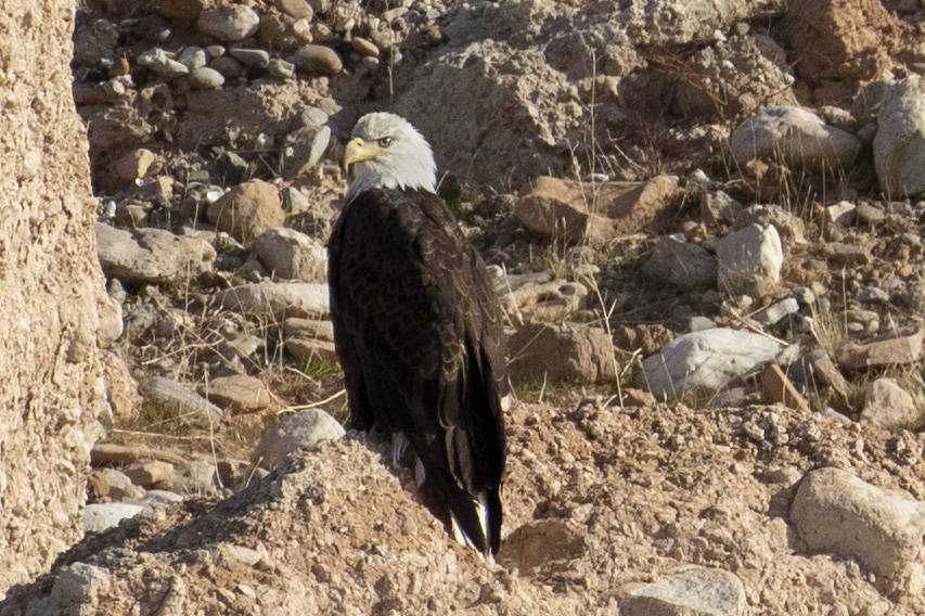 (Ellen Schmidt/Las Vegas Review-Journal) An adult bald eagle is counted for the annual eagle su ...