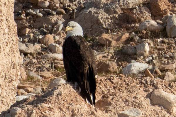 (Ellen Schmidt/Las Vegas Review-Journal) An adult bald eagle is counted for the annual eagle su ...
