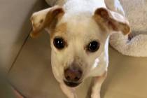 (Boulder City Animal Shelter) Tiny Toby is in need of a home where he will receive a lot of att ...