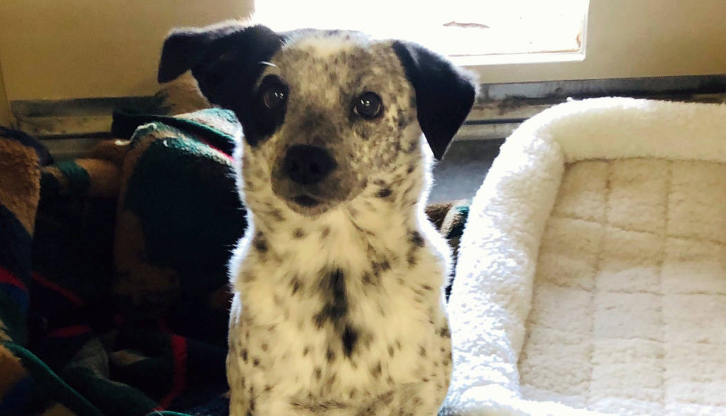 (Boulder City Animal Shelter) Seven-year-old Gypsy is a small heeler mix that is spayed, vaccin ...