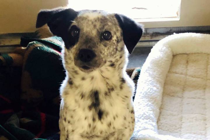 (Boulder City Animal Shelter) Seven-year-old Gypsy is a small heeler mix that is spayed, vaccin ...