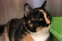 (Boulder City Animal Shelter) Miss Sophie came to the shelter when her human owner passed away. ...