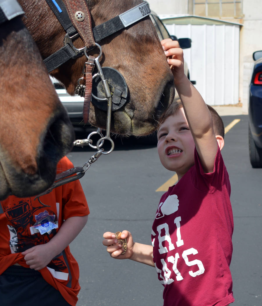 (Celia Shortt Goodyear/Boulder City Review) Everett Ubbens pets Odie, a horse with the Boulder ...