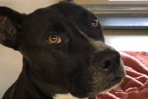 (Boulder City Animal Shelter) Riley was found in a lakeside neighborhood and never claimed. He ...