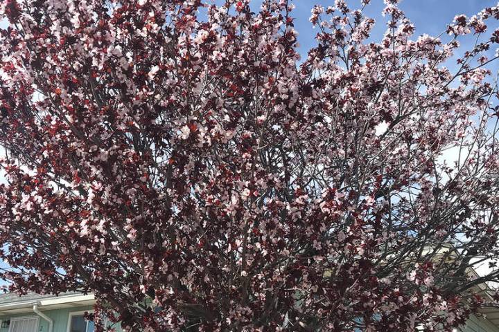 (Norma Vally) Early springlike weather has encouraged trees to begin blooming, causing a variet ...