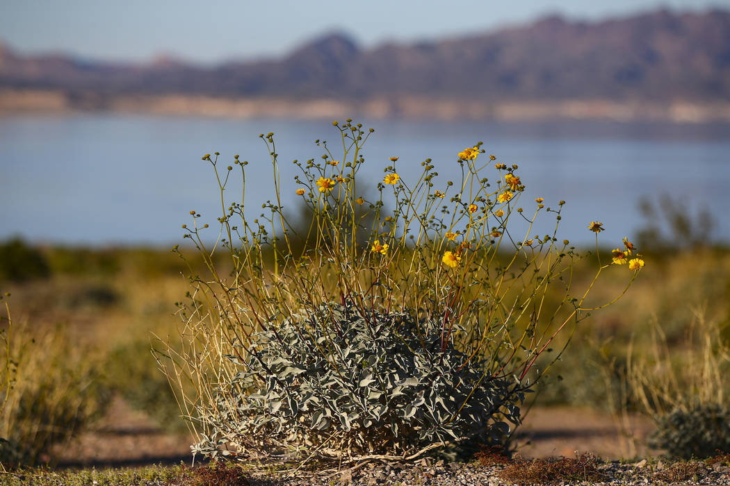 Chase Stevens/Las Vegas Review-Journal Wildflowers could be seen near Boulder Beach at Lake Mea ...