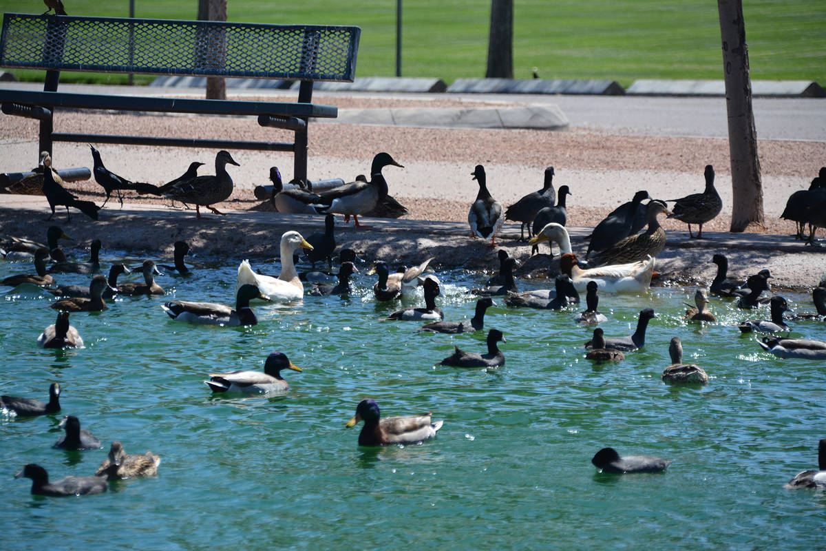 (Celia Shortt Goodyear) With fewer people in Veterans’ Memorial Park, the pond is full o ...