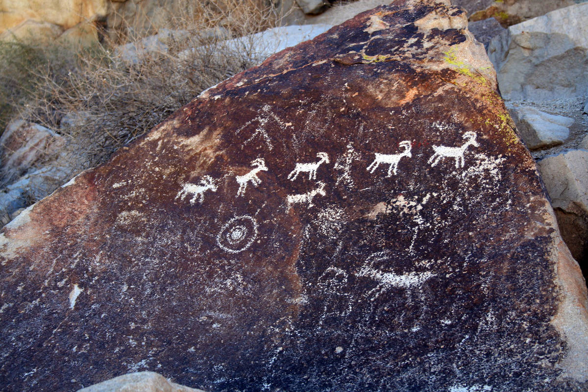 (Deborah Wall) This petroglyph panel of bighorn sheep can be found in Grapevine Canyon in Lake ...