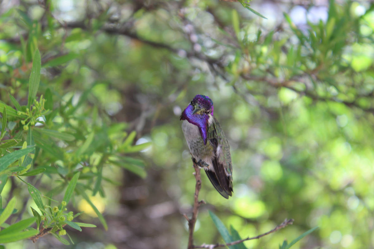 (Deborah Wall) The most common hummingbird species in Southern Nevada are the Costa’s, seen h ...