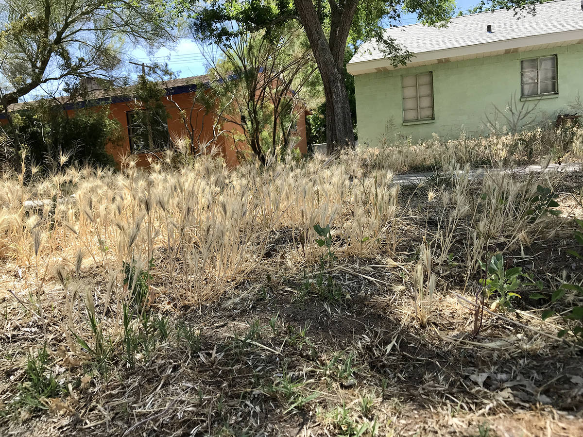 (Norma Vally) Favorable weather conditions have caused a weeds to proliferate in neighborhoods. ...