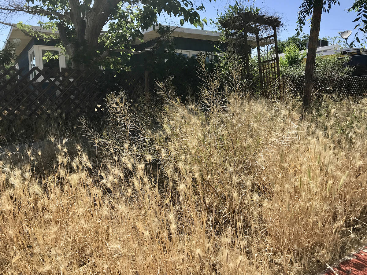 (Norma Vally) Favorable weather conditions have caused a weeds to proliferate in neighborhoods. ...