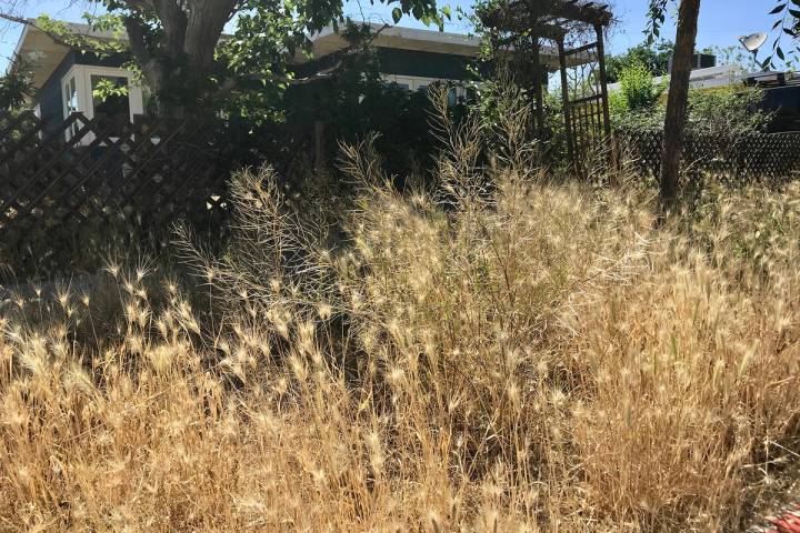 (Norma Vally) Favorable weather conditions have caused a weeds to proliferate in neighborhoods. ...