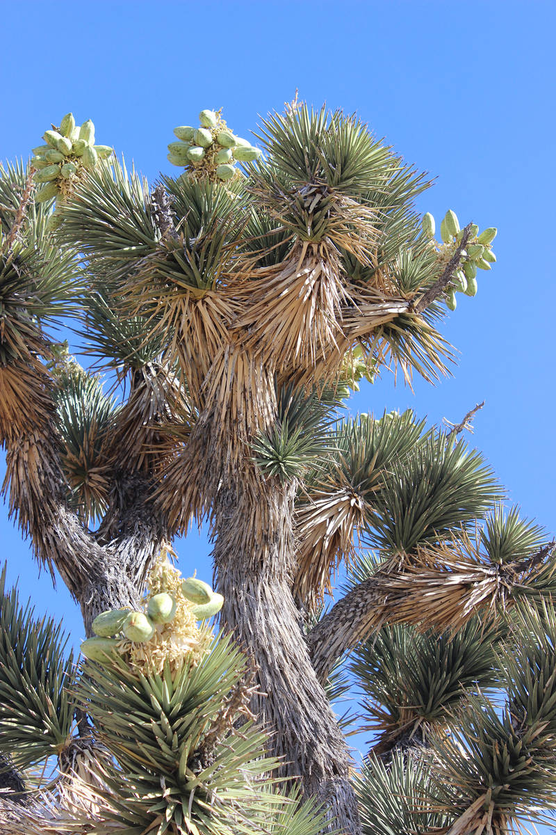 (Deborah Wall) In spring, Joshua trees boast large bell-shaped cream-colored flowers in bunches ...