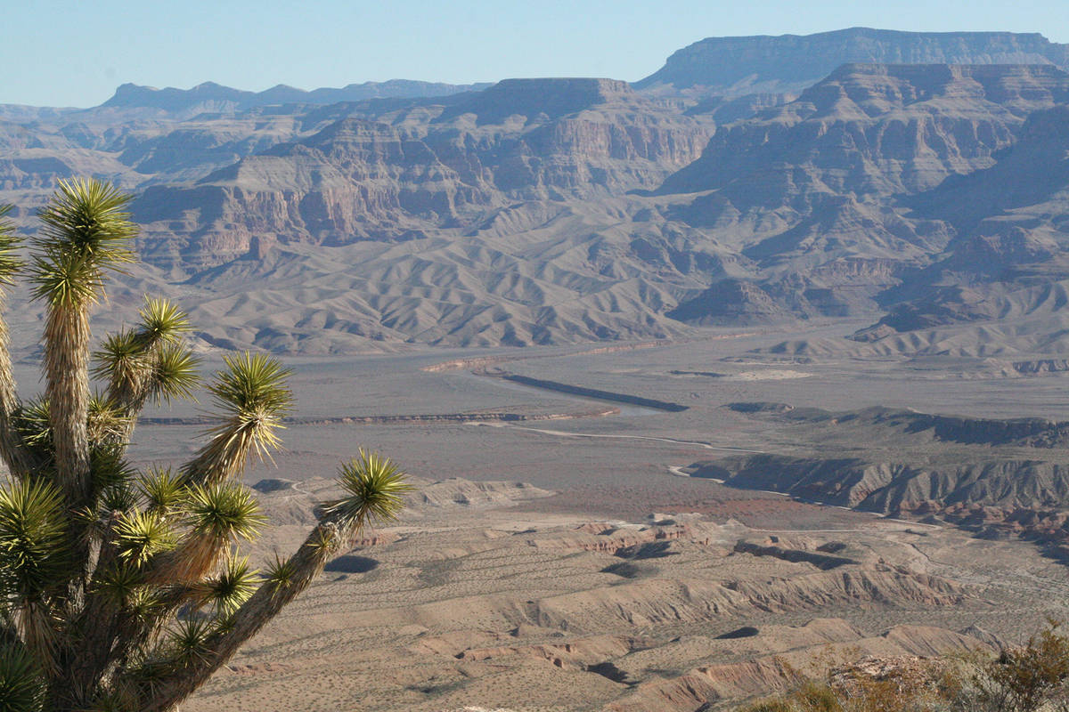 (Deborah Wall) A lone Joshua tree sits atop a mesa overlooking the Colorado River near Pearce F ...