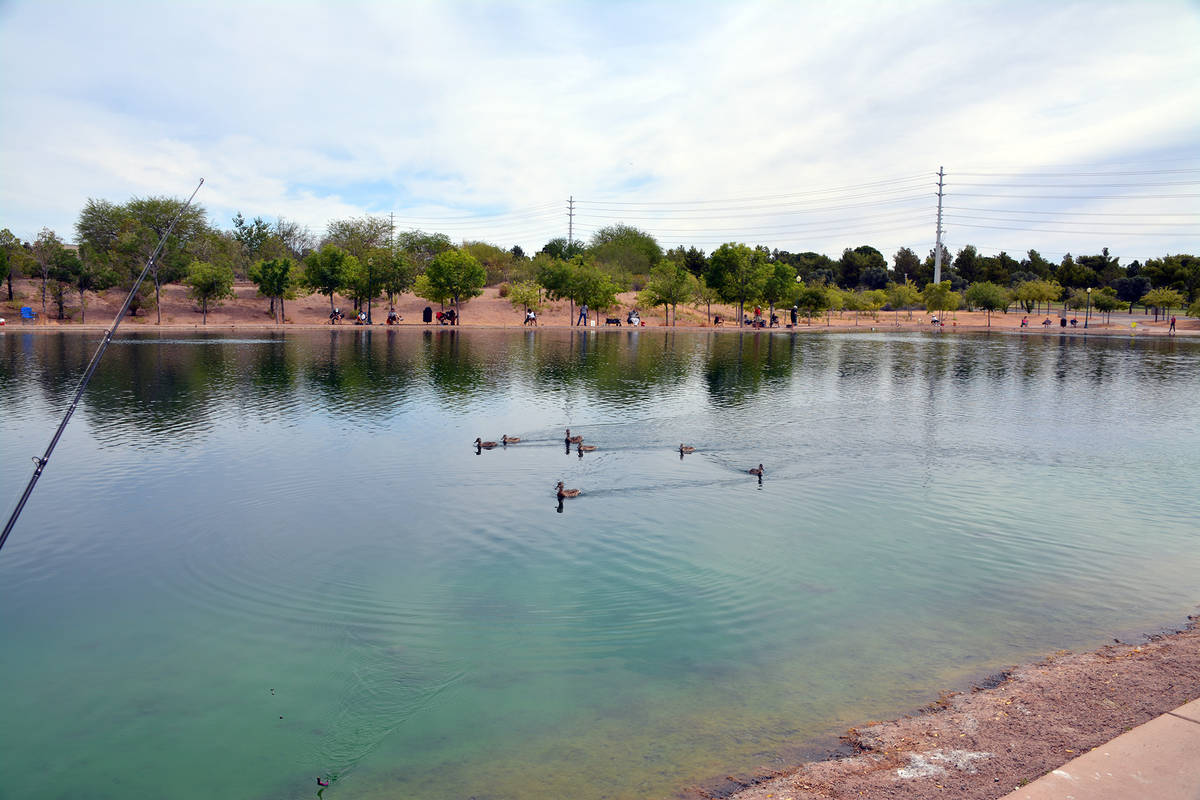 (Celia Shortt Goodyear/Boulder City Review) Ducks on the pond at Veterans Memorial Park didn't ...
