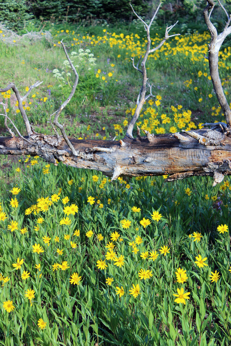 (Deborah Wall) Little sunflowers carpet the base of dense conifer forests at Cedar Breaks Natio ...