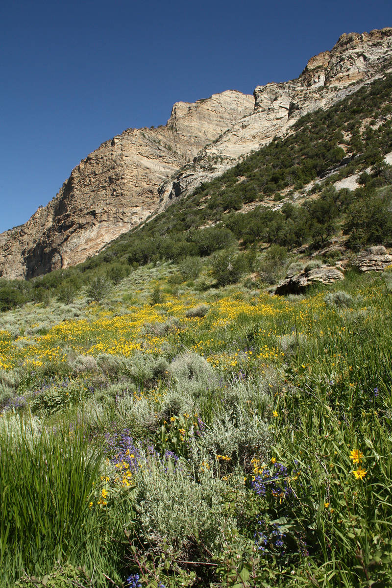 (Deborah Wall) Wildflowers carpet the meadows in the Ruby Mountains in Northern Nevada during t ...