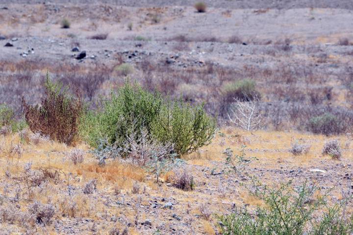 (Celia Shortt Goodyear/Boulder City Review) A fatal disease for rabbits has been discovered in ...