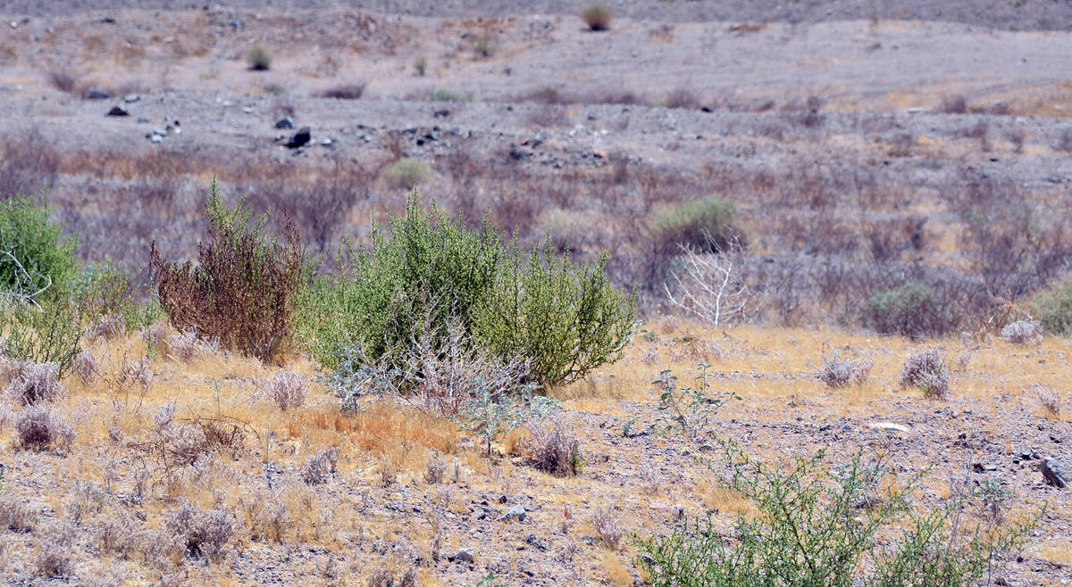 (Celia Shortt Goodyear/Boulder City Review) A fatal disease for rabbits has been discovered in ...