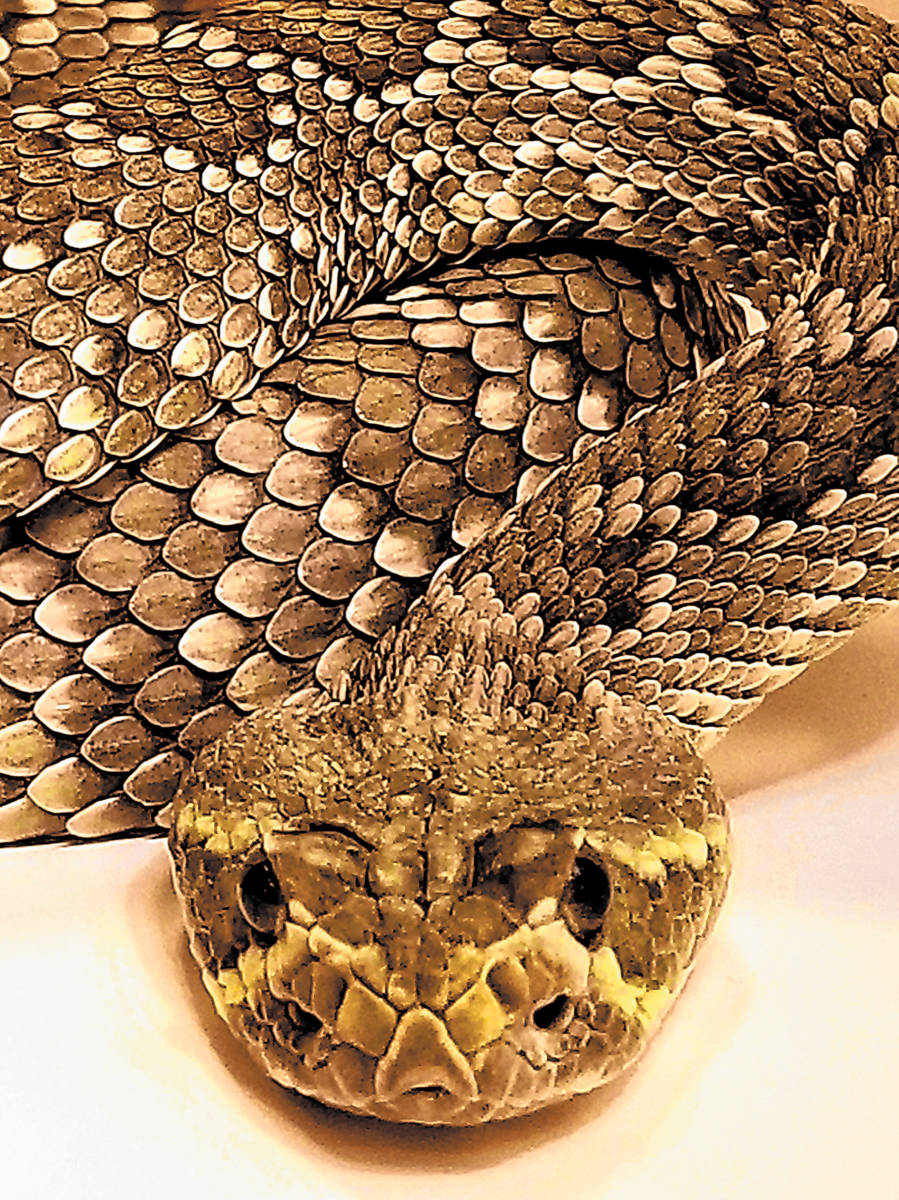 (Natalie Burt) A Mojave green rattlesnake has the most potent venom of any rattlesnake in the N ...