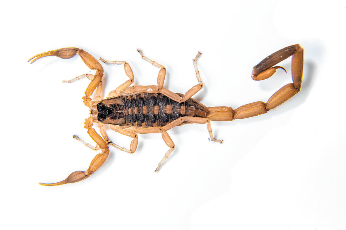 Bark scorpion