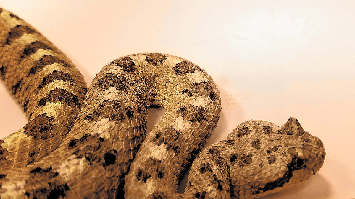 (Natalie Burt) A sidewinder rattlesnake was brought to REI in a portable, secured terrarium for ...