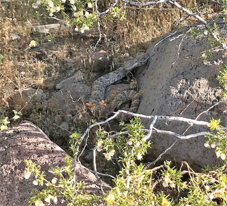 (Doug Nielsen) Southern Nevada is home to six species of rattlesnakes. This speckled rattlesna ...