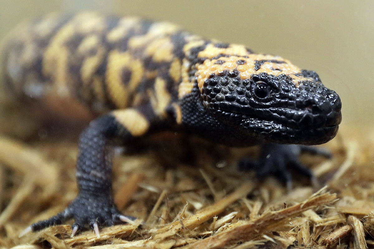 Ted S. Warren/AP Photo) A Gila monster, seen at the Woodland Park Zoo in Seattle, is a venomous ...