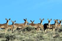 Deborah Wall Besides pronghorns, mule deer can be seen at Sheldon National Wildlife Refuge.