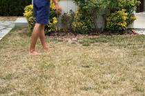 (Norma Vally) Proper watering, fertilization and mowing practices can keep your lawn healthy du ...