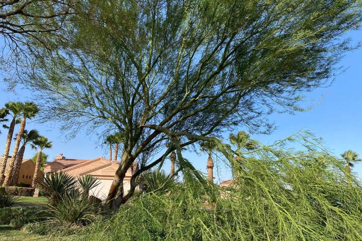 (Norma Vally) Broken tree limbs are just one of many hazards that can happen during high winds.